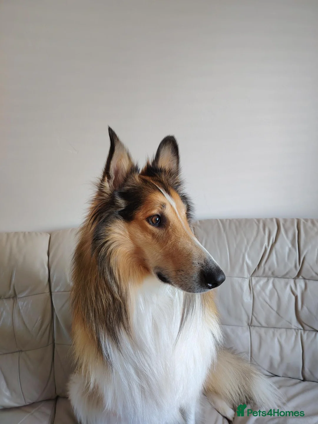 Rough Collie dogs for sale: Rough Collie in Houghton le Spring - Advert 2
