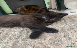 Mixed Breed cats for sale: 3 Fluffy kittens for sale 🥰 - Image 3