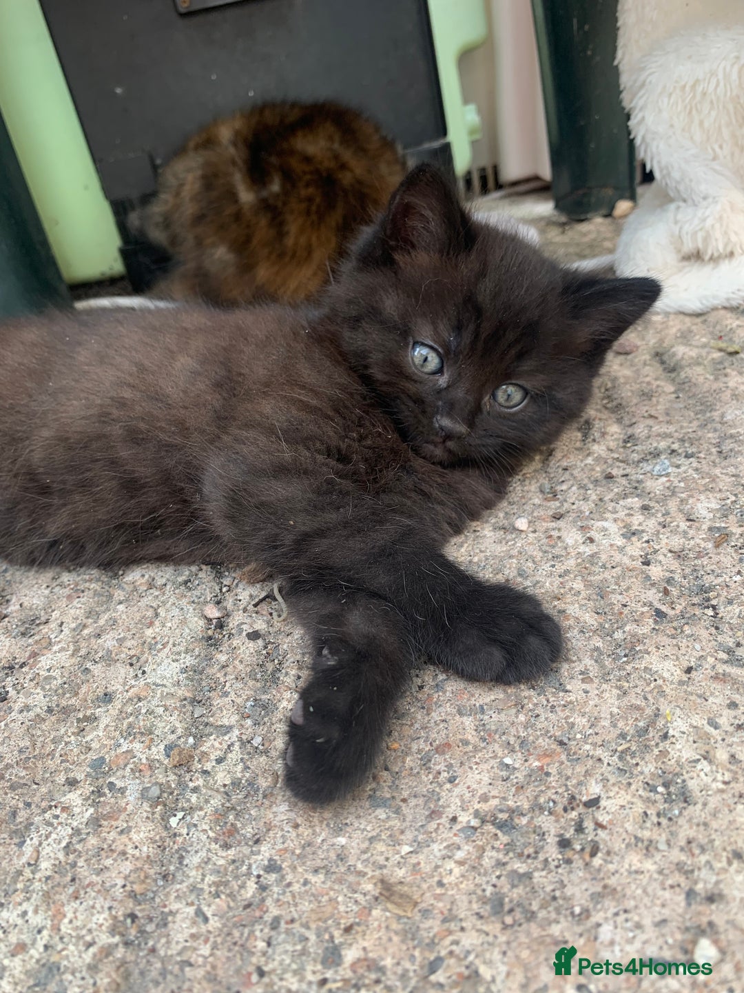 Mixed Breed cats for sale: 3 Fluffy kittens for sale 🥰 - Image 3