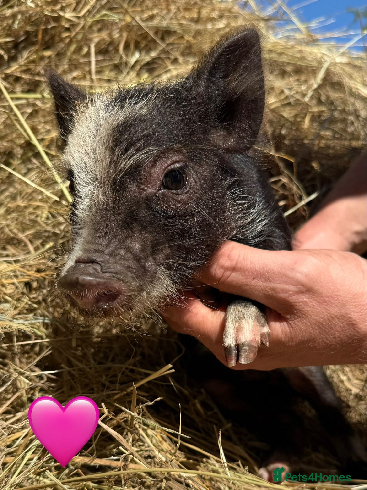 Pig livestock Miniature / Micro Piglets - Advert 1