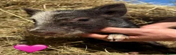 Pig livestock for sale: Miniature / Micro Piglets - Advert 1