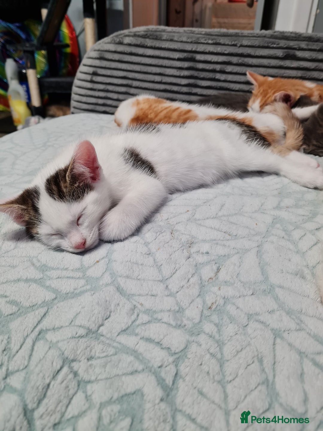 Mixed Breed cats for sale: Kittens😻🧡🧡🩶🤍 - Advert 2