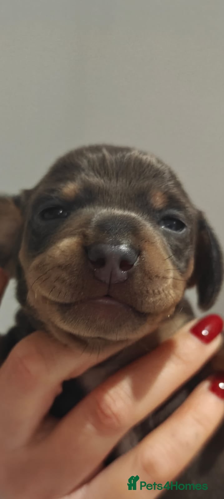 Miniature Dachshund dogs KC Miniature Shorthaired Dachshund  - Advert 1