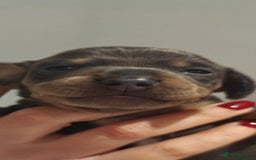 Miniature Dachshund dogs for sale: Miniature Shorthaired Dachshund  - Image 2