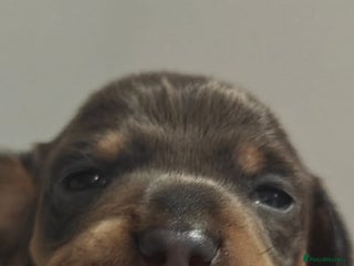 Miniature Dachshund dogs KC Miniature Shorthaired Dachshund - Advert 1