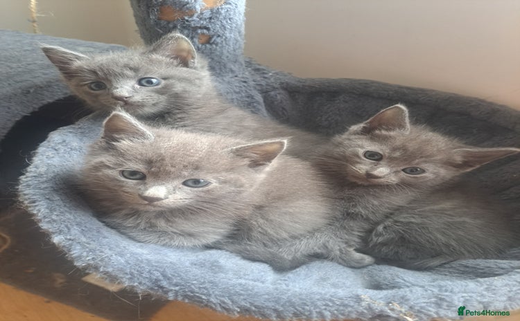 Mixed Breed cats - Advert 14