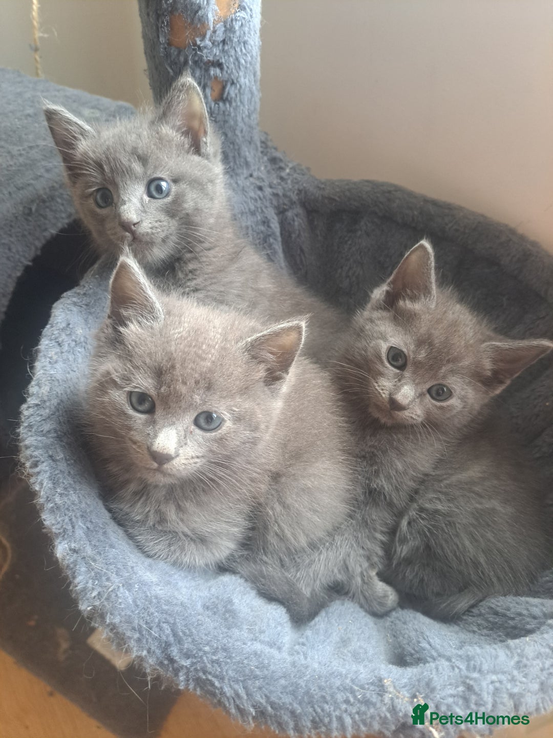 Mixed Breed cats for sale: Mix Russian and ragdoll - Image 1