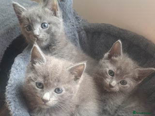 Mixed Breed cats - Advert 3