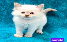 Ragdoll cats for sale: PEDIGREE GCCF REG CHAMPION LINE RAGDOLL KITTENS - Image 4