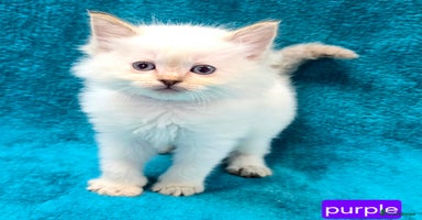 Ragdoll cats - Advert 3
