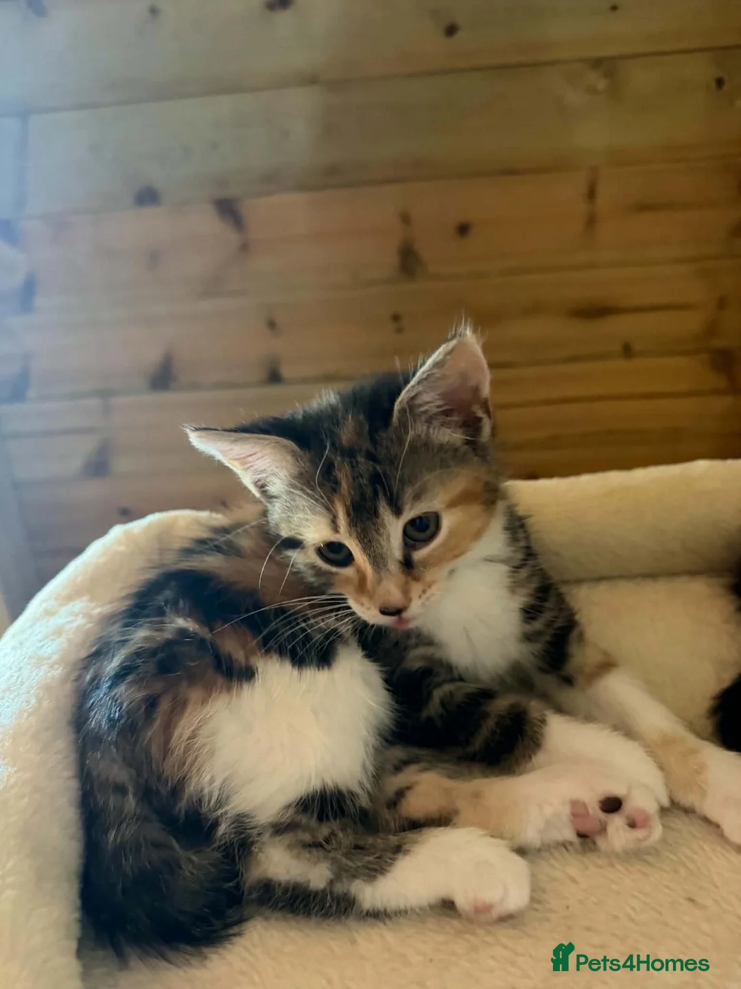 Domestic Shorthair cats for adoption: Riri - semi-long hair female 11 weeks old in Kingswinford - Advert 2