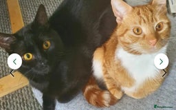 Mixed Breed cats for sale: Rehoming gizmo and ash  - Image 6