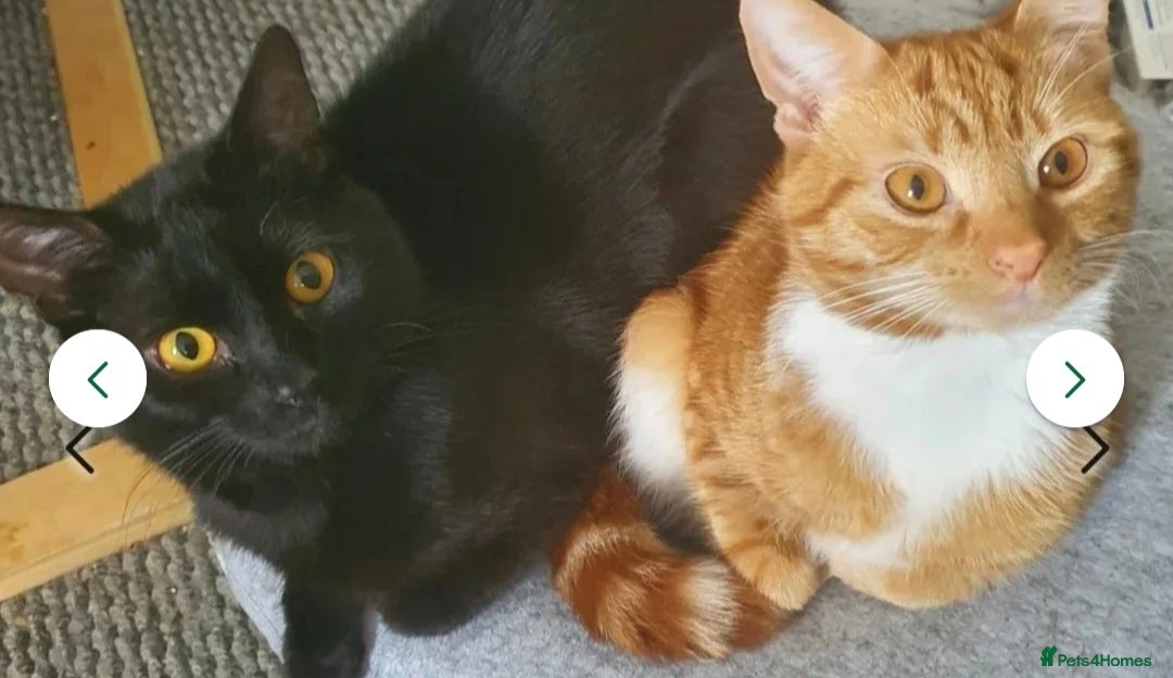 Mixed Breed cats for sale: Rehoming gizmo and ash  - Image 6