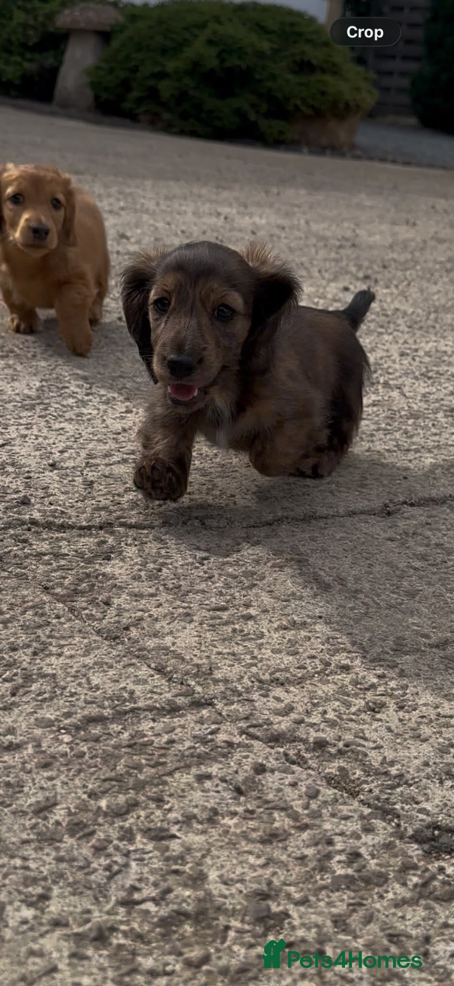 Dachshund dogs KC Reg, Champion Bloodline, Female Mini Dachshund - Advert 2