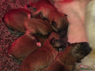 Japanese Shiba Inu dogs KC Reg Japanese Shiba inu Puppies - Advert 3