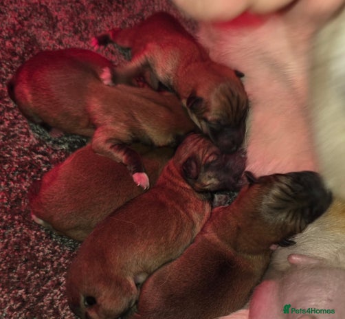 Japanese Shiba Inu dogs KC Reg Japanese Shiba inu Puppies - Advert 1