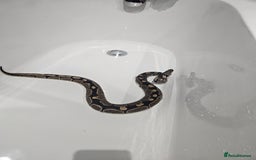 Python Snake reptiles for sale: Hydra ball python  - Image 2