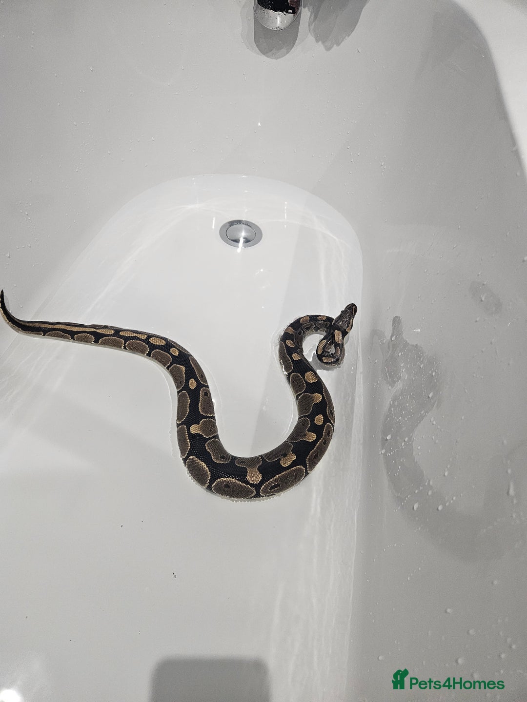 Python Snake reptiles for sale: Hydra ball python  - Image 2