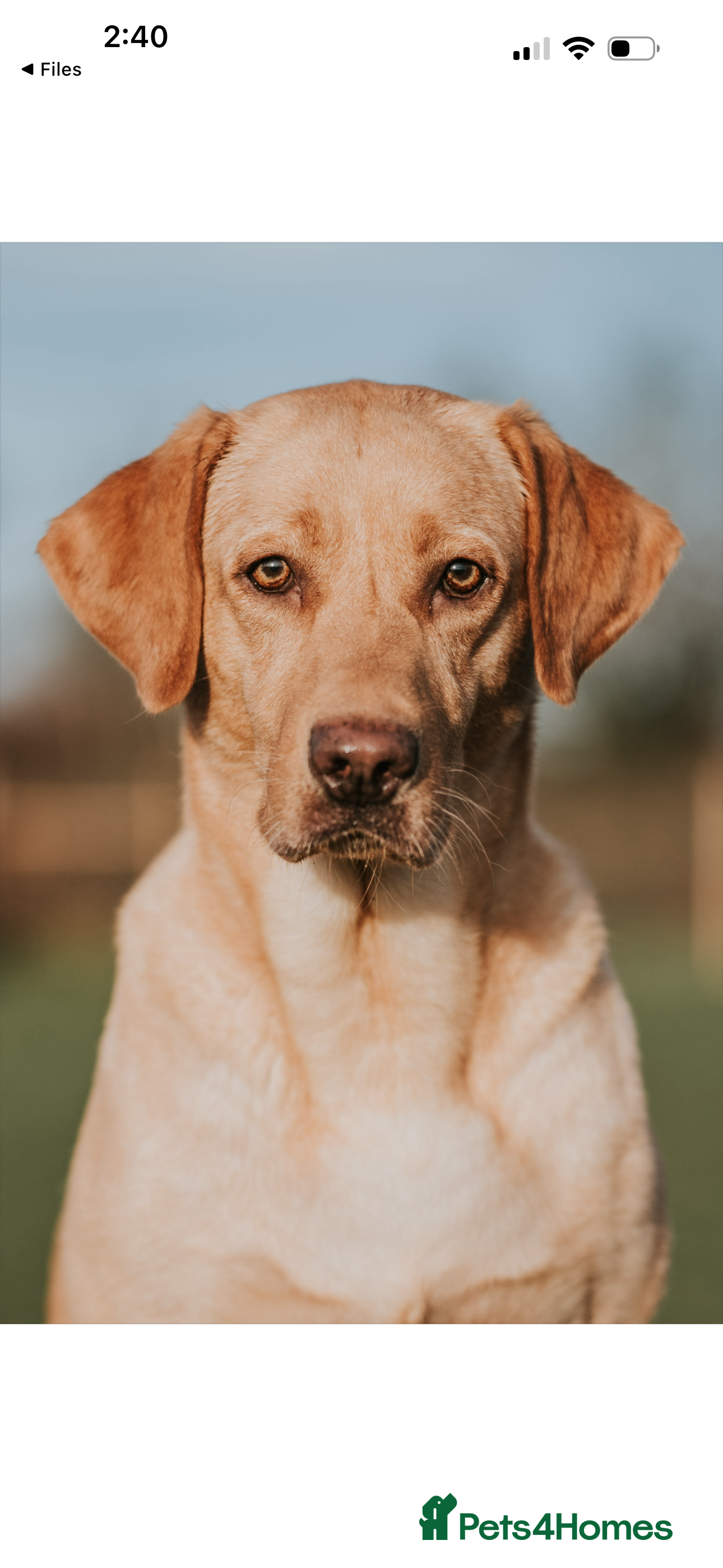Labrador Retriever dogs 4 golden male Labrador puppies for sale  - Advert 3