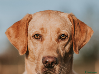 Labrador Retriever dogs 4 golden male Labrador puppies for sale - Advert 3