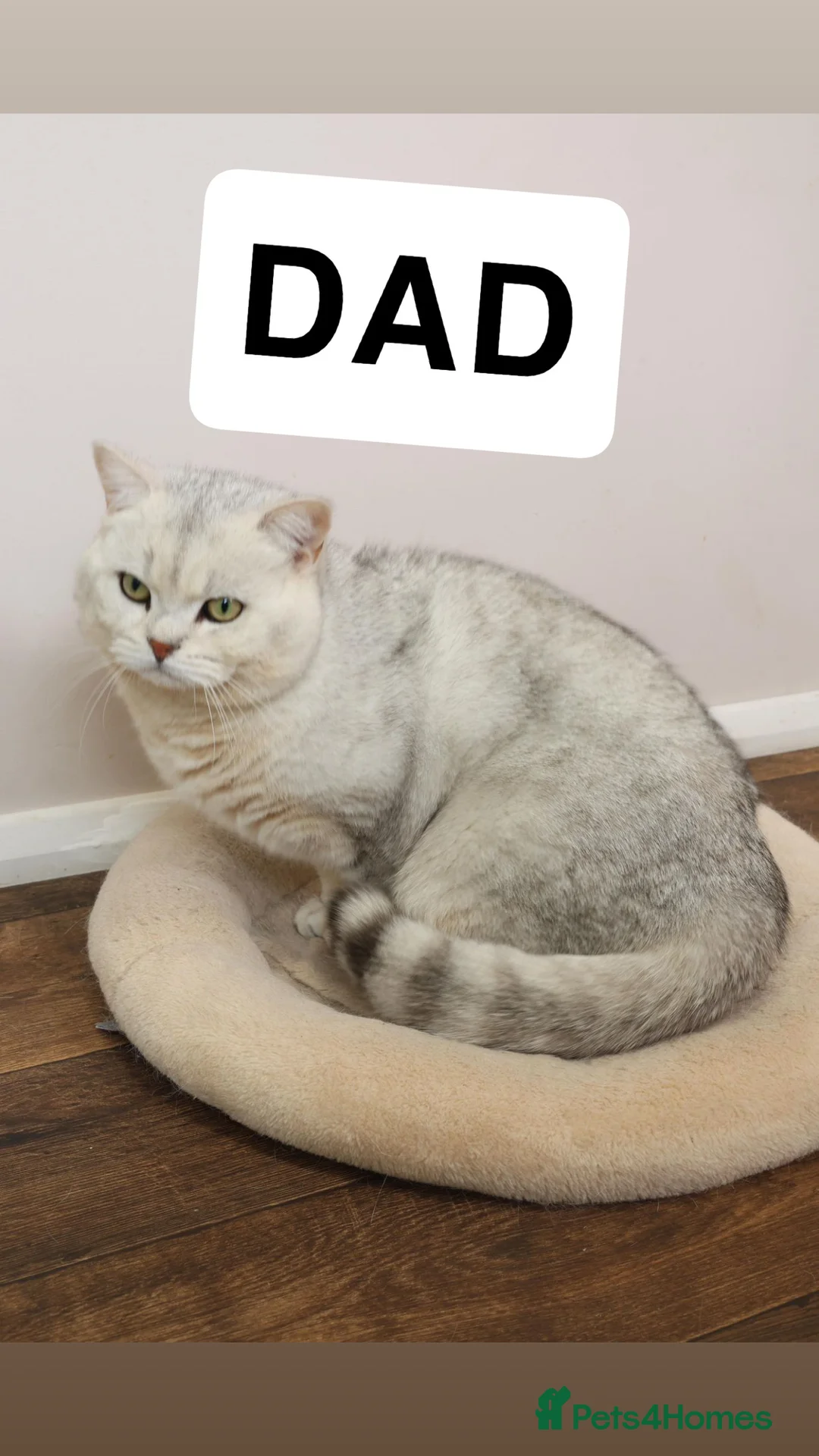 British Shorthair cats for sale: Beautiful British shorthair  - Advert 2