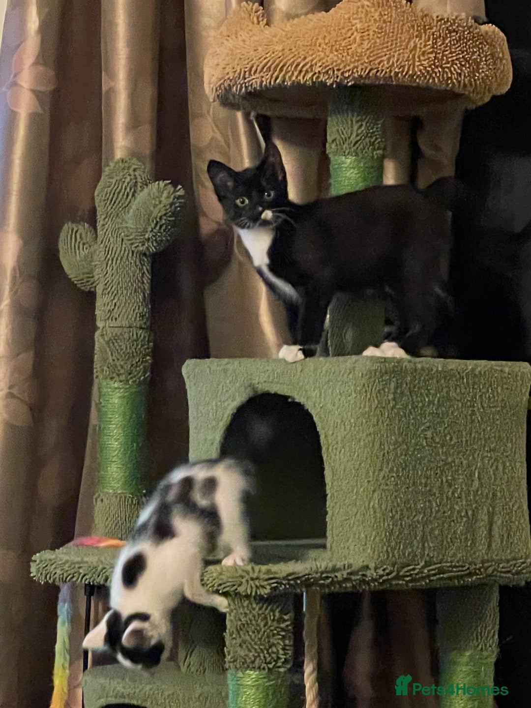 Mixed Breed cats for sale: Kitten for sale  - Advert 2