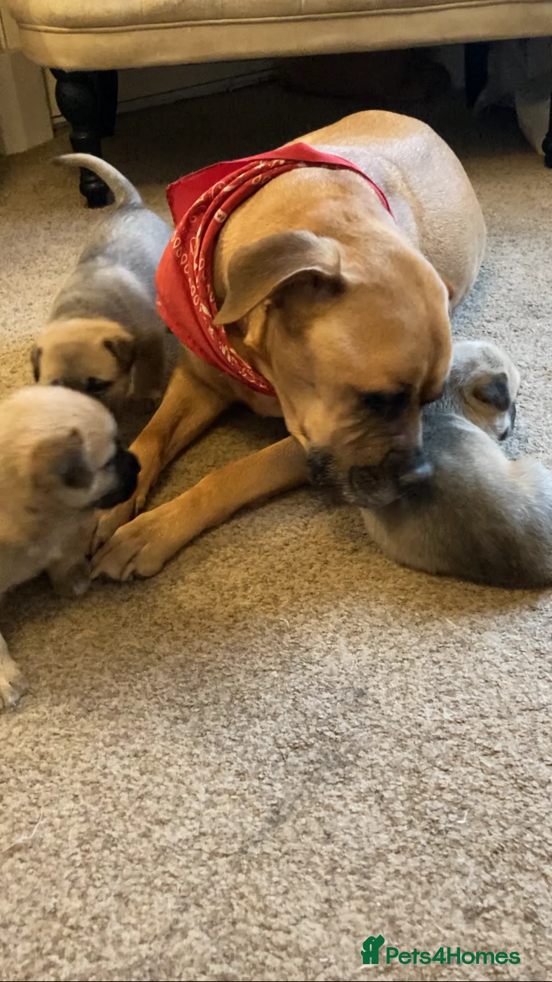 Mixed Breed dogs for sale: Mixed Breed puppies  in Hawick - Advert 1