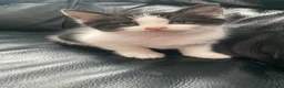 Mixed Breed cats for sale: Kittens  - Advert 7