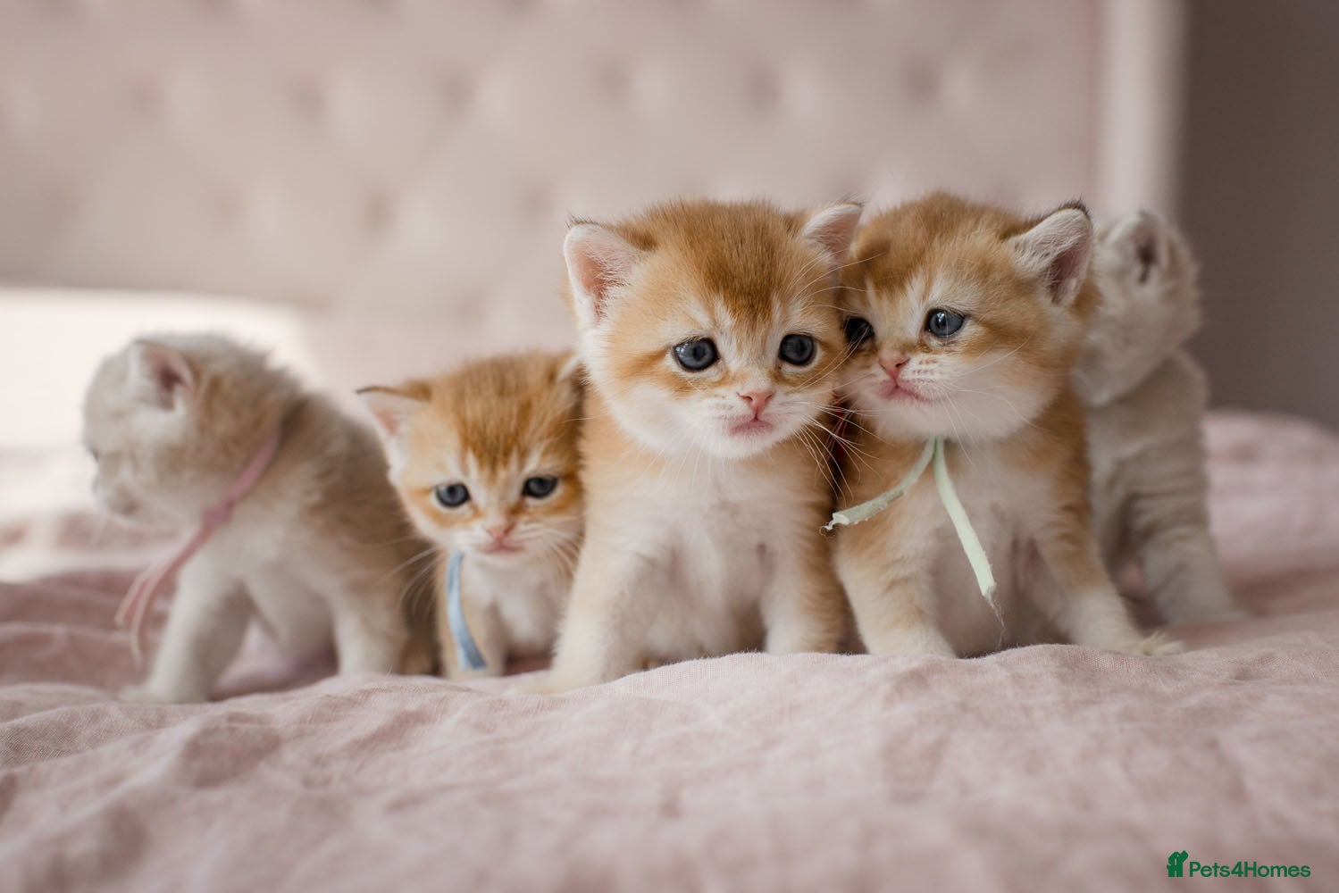 British Shorthair cats Golden Blue and Golden BSH kittens - Advert 11