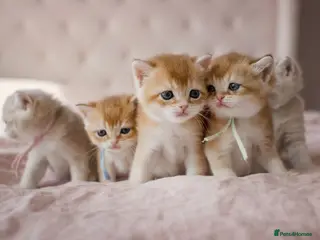 British Shorthair cats Golden Blue and Golden BSH kittens - Advert 11