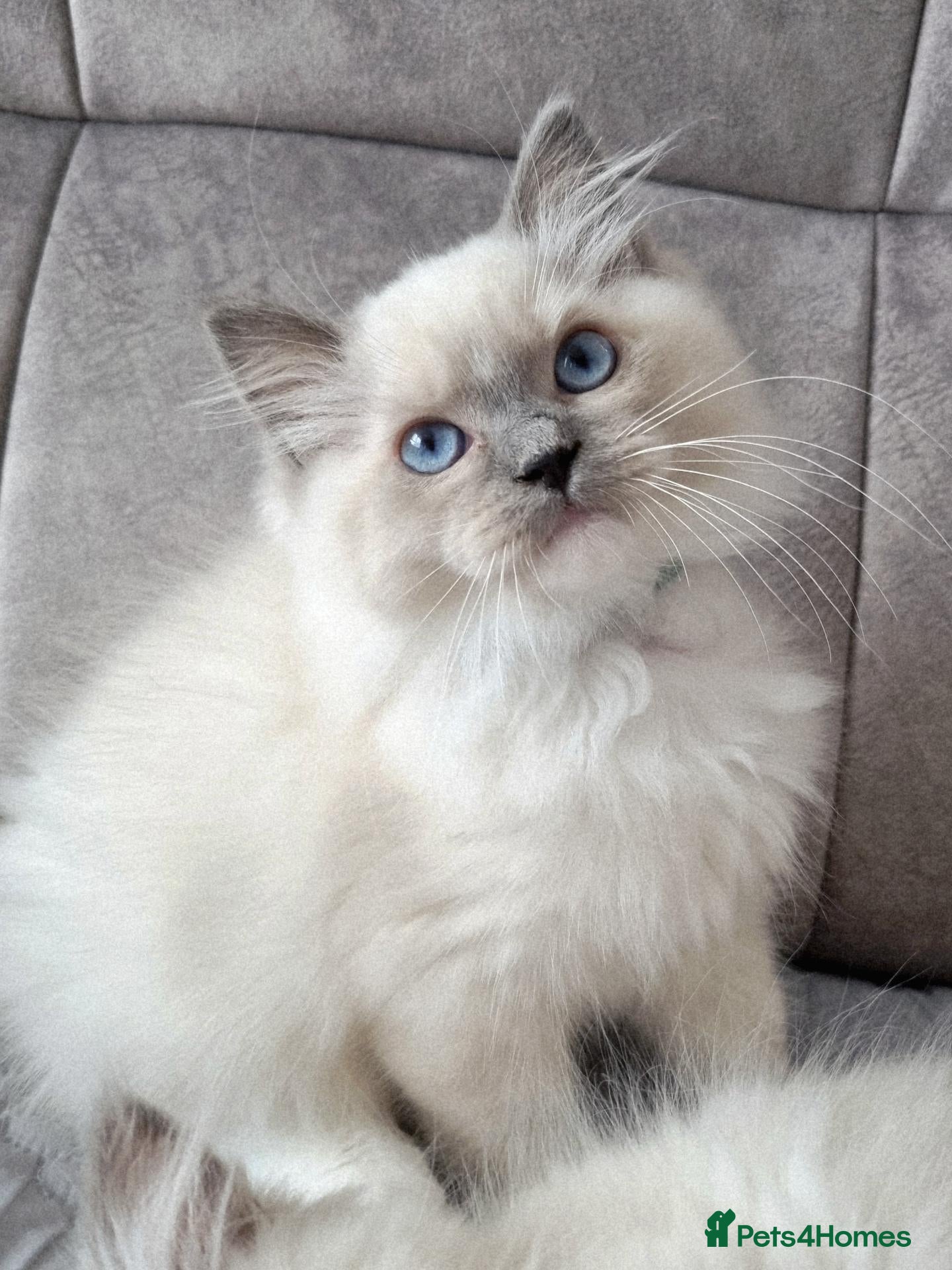 Ragdoll cats TICA registered DNA Tested Ragdoll Kittens  - Advert 2