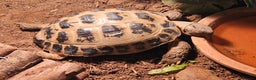 Tortoise reptiles for sale: Timmy the Horsefield tortoise - Advert 2