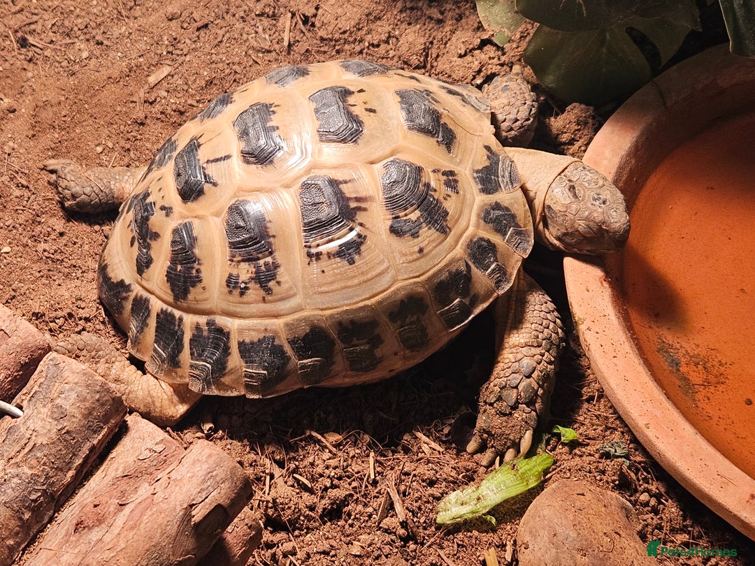 Tortoise reptiles for sale: Timmy the Horsefield tortoise - Advert 2