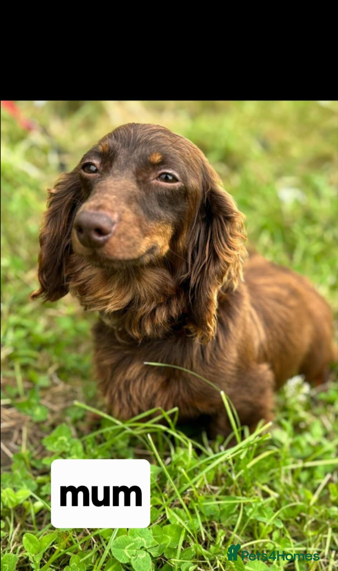 Mixed Breed dogs for sale: Dashound pups 8 weeks today 26 July  in Chesterfield - Image 2