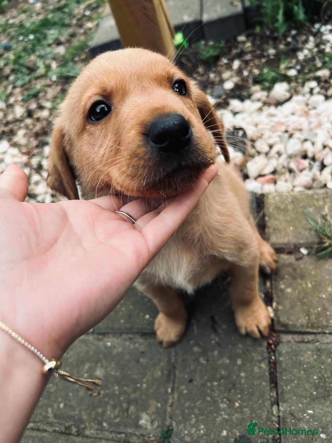 Labrador Retriever dogs for sale: Beautiful Labradors. Ready to go! - Advert 23