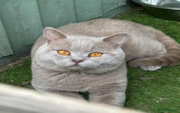 British Shorthair cats for stud: PROVEN! HEALTH TESTED! Stud (07818866006) in Holywell - Image 8