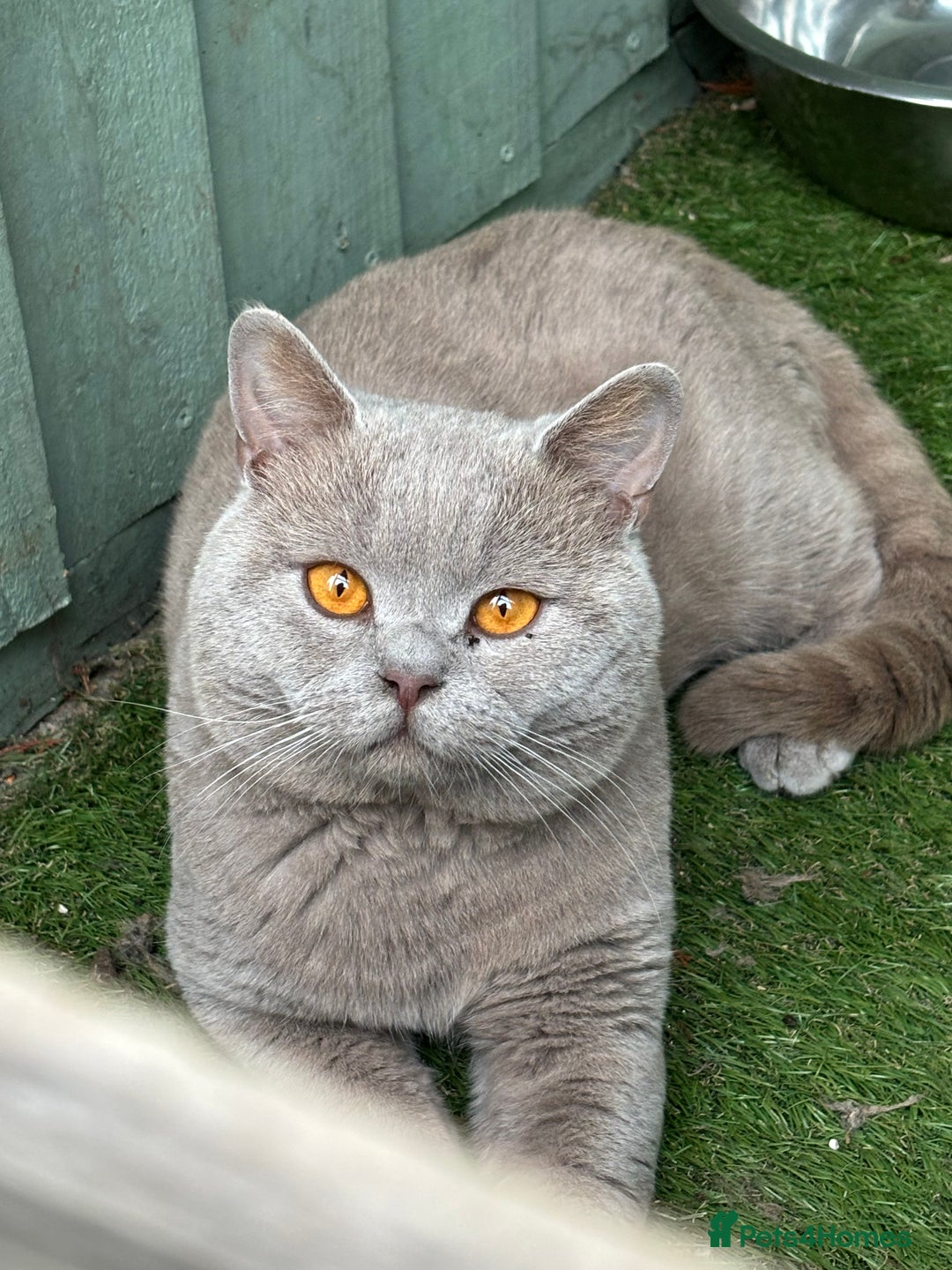 British Shorthair cats for stud: PROVEN! HEALTH TESTED! Stud (07818866006) in Holywell - Image 8