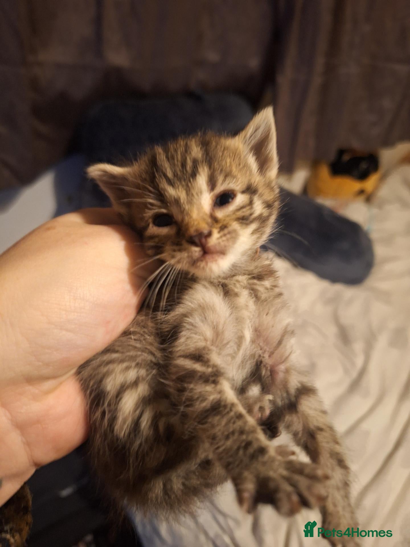 Mixed Breed cats KITTENS FOR FOREVER HOMES 😻💕 - Advert 1
