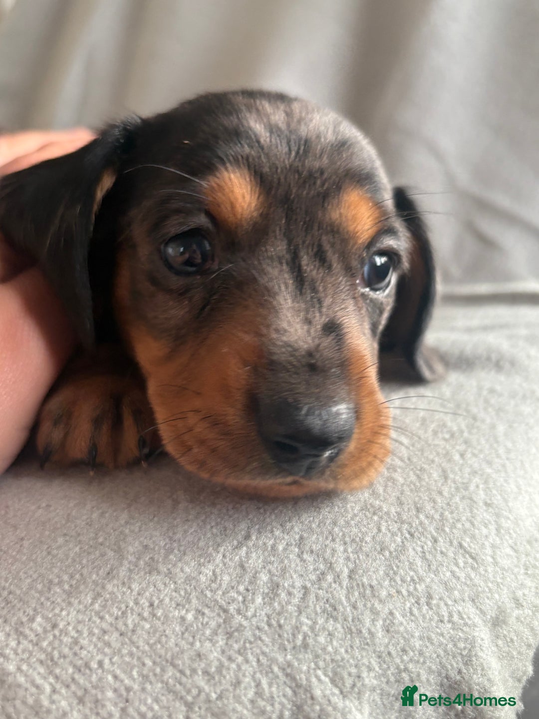 Dachshund dogs for sale: ⭐️KC reg miniature ⭐️Ready now litter Dachshunds  - Advert 10