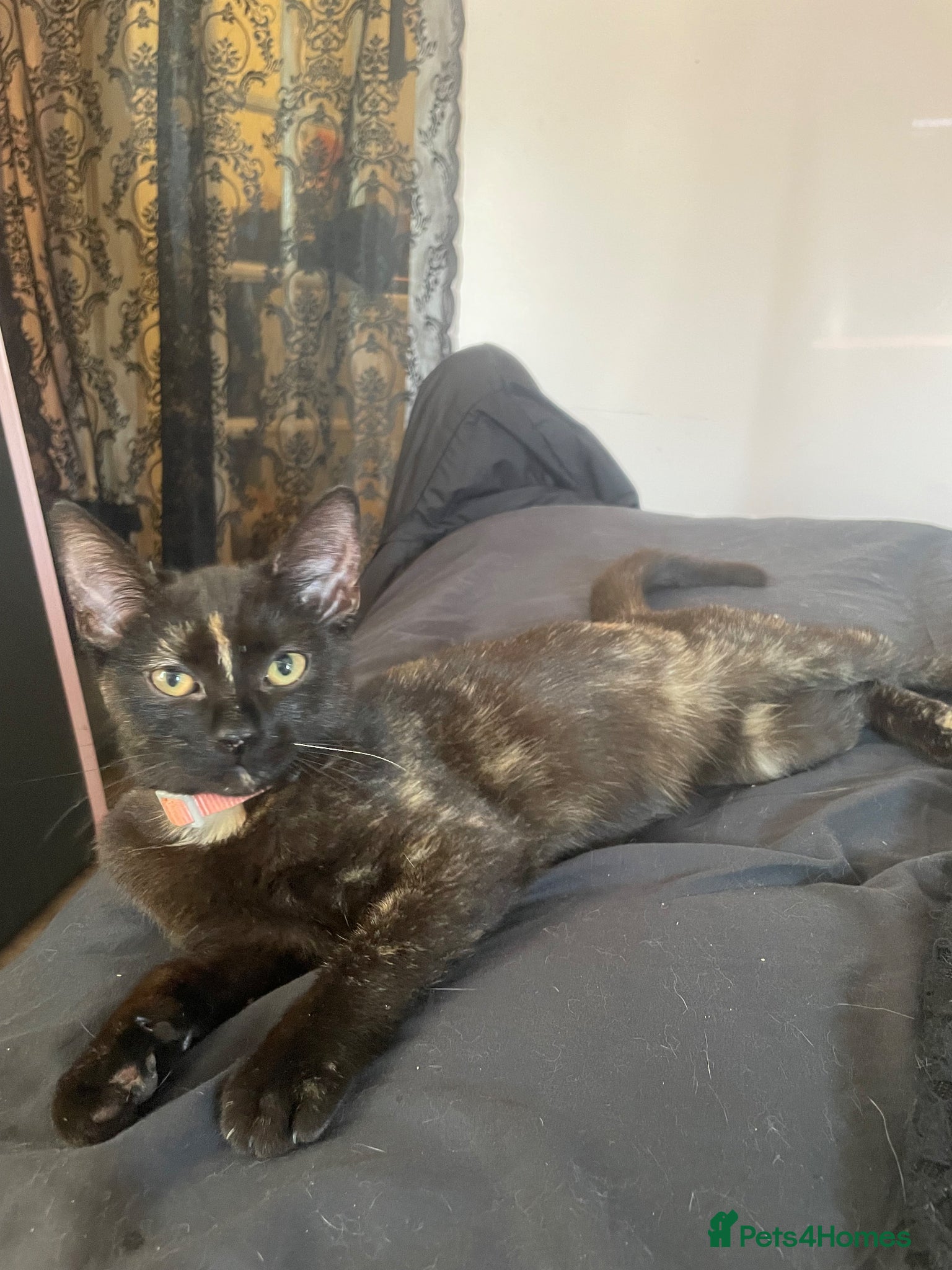 Domestic Shorthair cats for sale: 2 Sweet Bonded Girls - Advert 2
