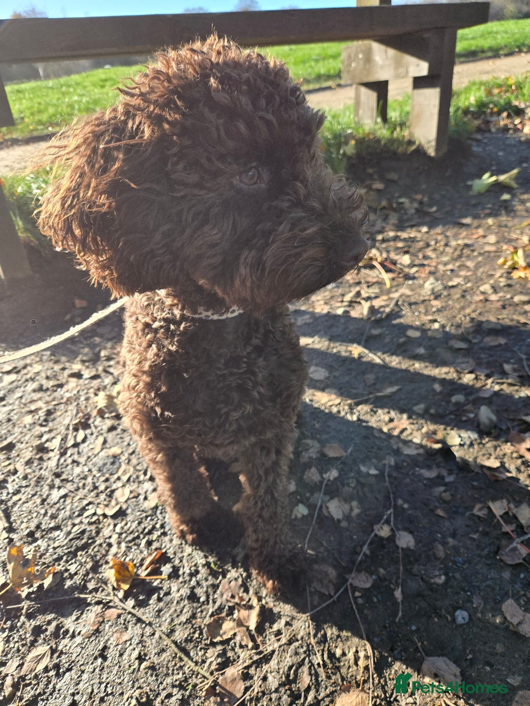 Sproodle dogs for sale: Looking for a safe and happy home - Advert 1