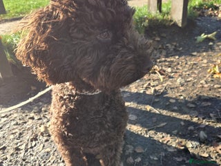 Sproodle dogs Looking for a safe and happy home - Advert 1