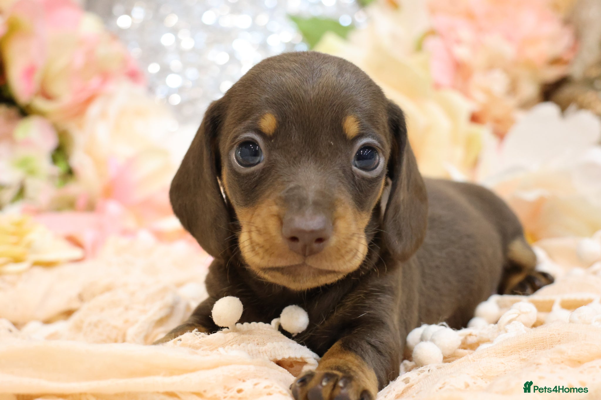 Miniature Dachshund dogs Miniature Dachshund Puppies - Advert 1