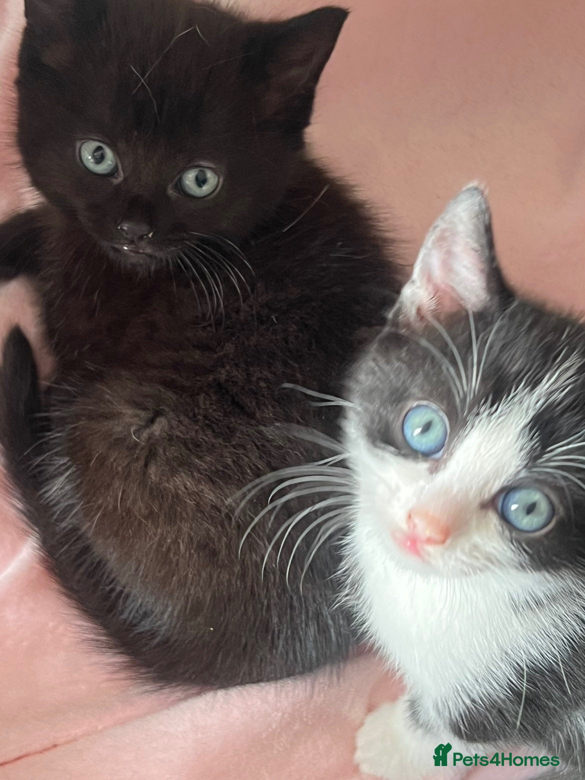 Mixed Breed cats 2 Gorgeous Female Kittens  - Advert 1