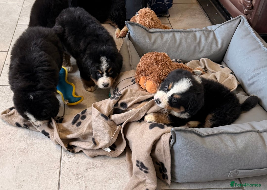 Bernese Mountain Dog dogs for sale: KC Registered BMD Available  - Image 11