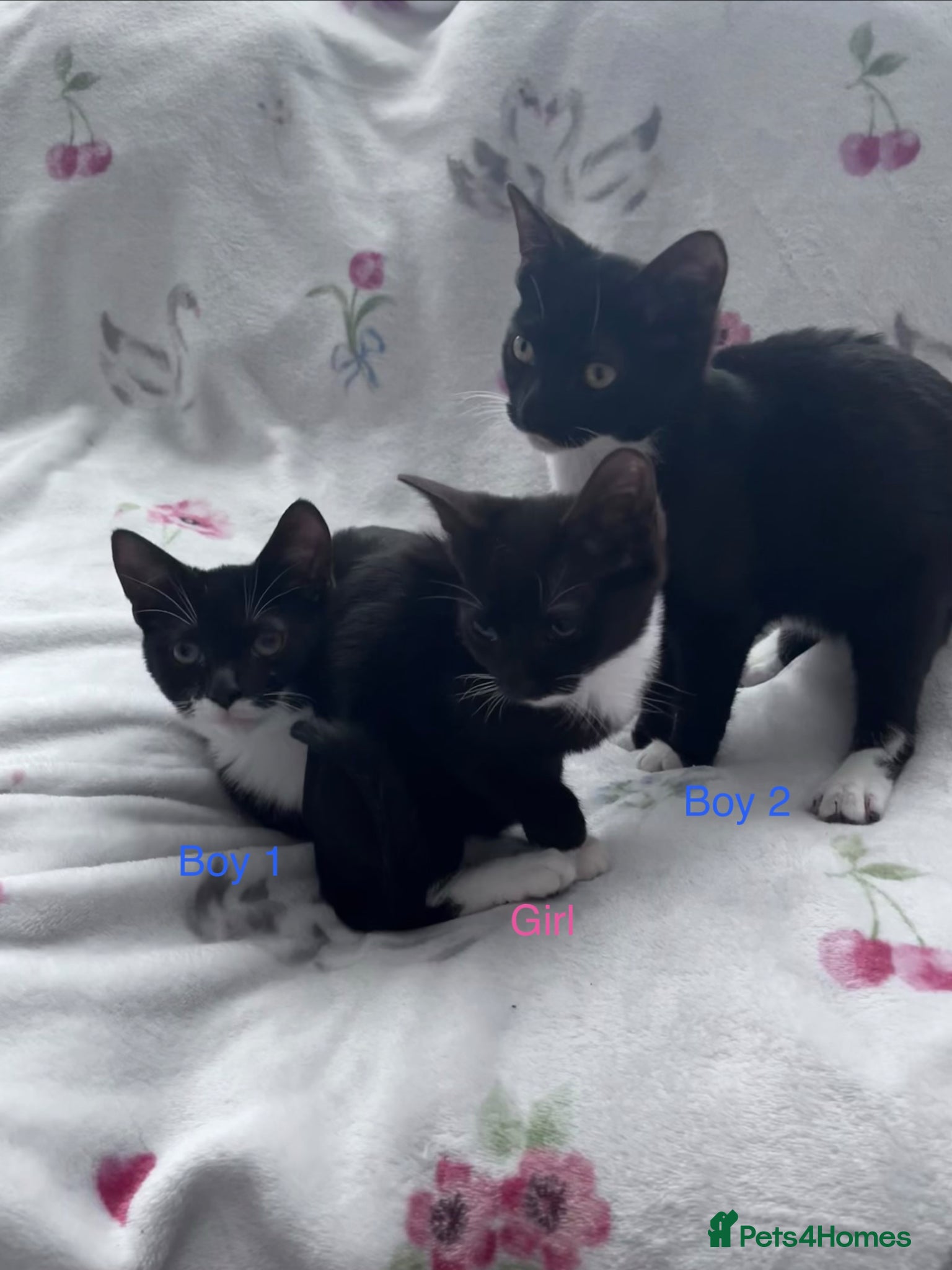 Mixed Breed cats 3 Black and White Kittens - Advert 5