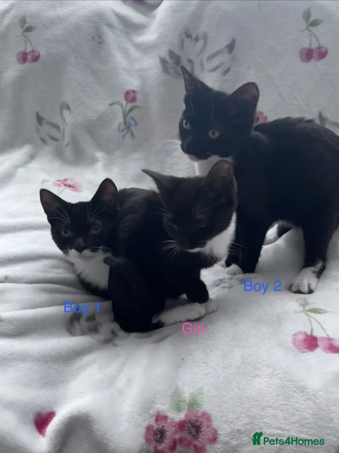 Mixed Breed cats for sale: 3 Black and White Kittens - Advert 1