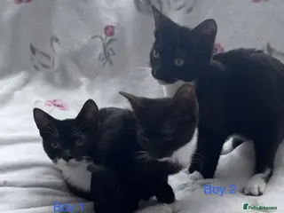 Mixed Breed cats 3 Black and White Kittens - Advert 1