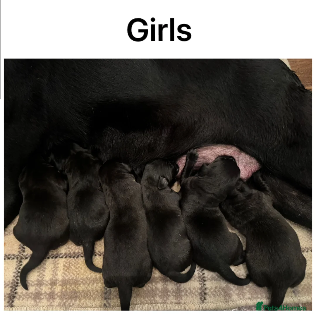 Labrador Retriever dogs for sale: Stunning KC pups, health tested&excellent lineage - Advert 4