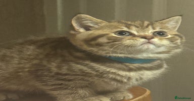 British Shorthair cats - Advert 6